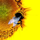 Eine schöne Sonnenblume mit einer süßen Hummel