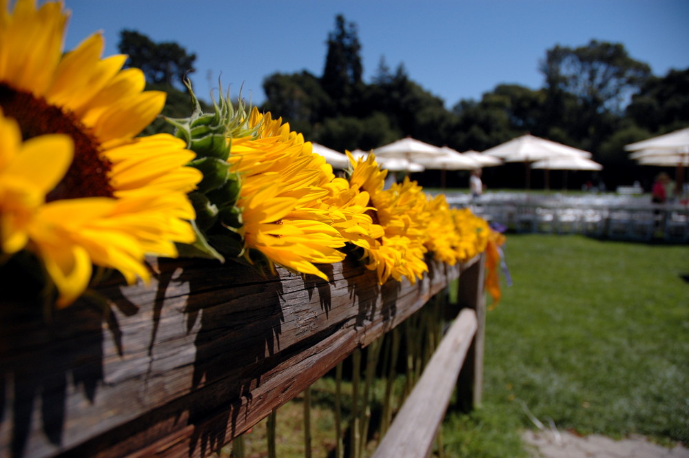 Eine schöne Sonnenblumen reihe