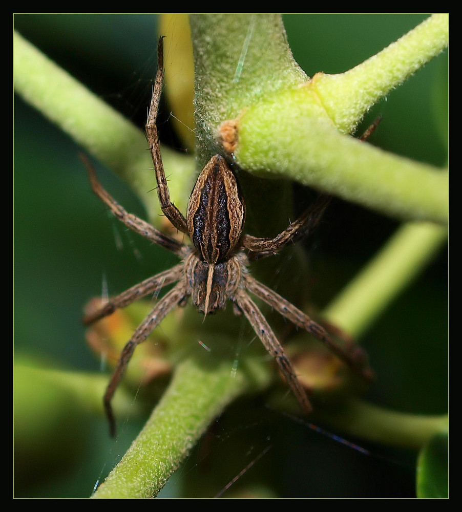 Eine schöne Spinne....