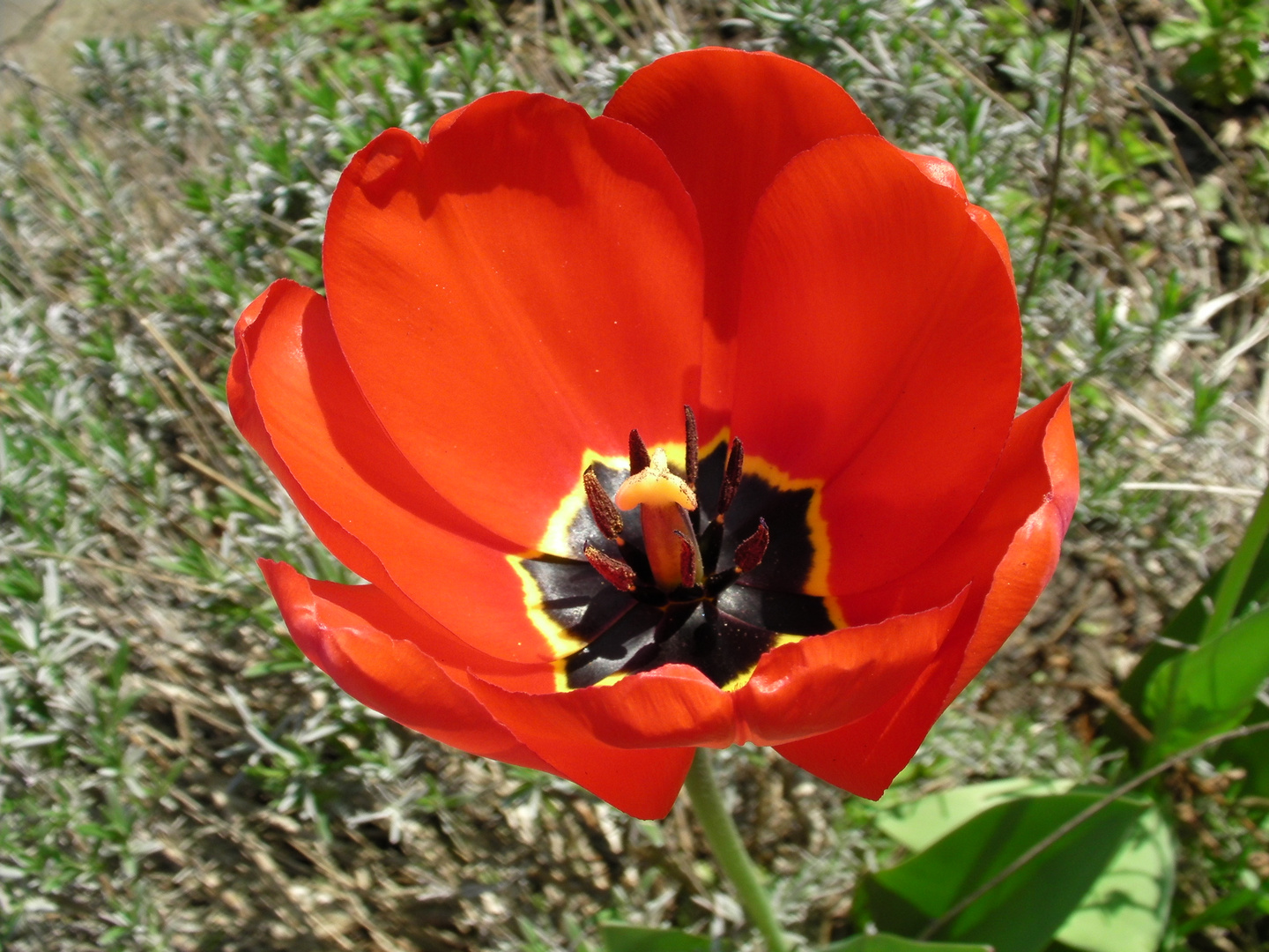 eine schöne Tulpe