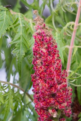 Eine schöne Unbekannte. 