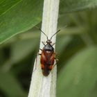 Eine schöne Wanze im Kräutergarten