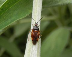 Eine schöne Wanze im Kräutergarten