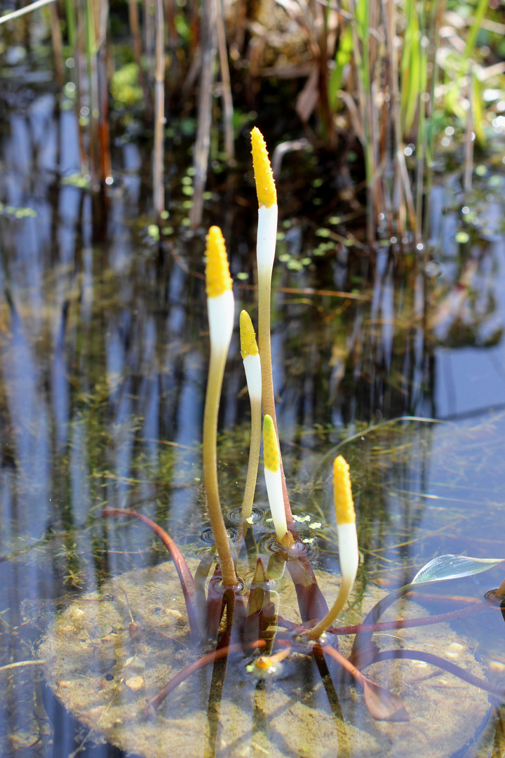 Eine schöne Wasserpflanze