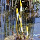 Eine schöne Wasserpflanze