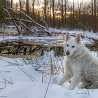 Eine schöne Winterlandschaft ....