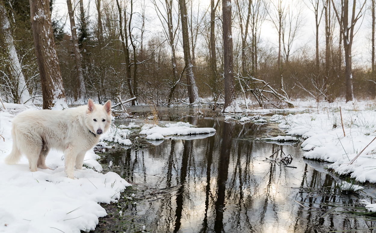 Eine schöne Winterlandschaft .... II