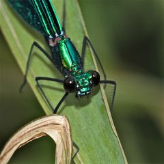 Eine schöne Woche wünscht Euch die Blauflüglige Prachtlibelle (Calopteryx virgo) . . .