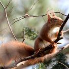 Eine schöne Zunge hat das Eichhörnchen 