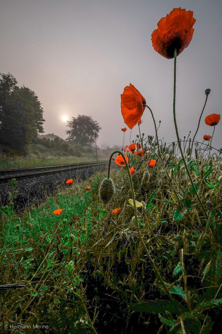 Eine Schönheit am Bahndamm