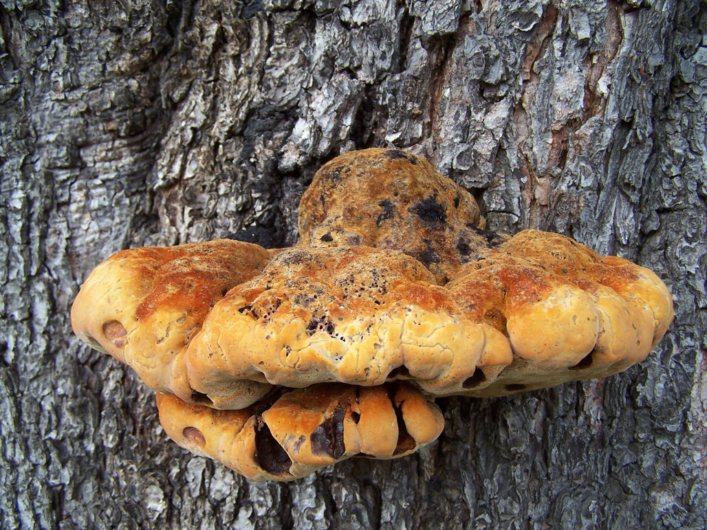 eine Schönheit am Baum