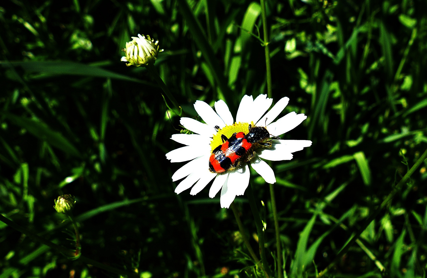 Eine Schönheit auf dem Blümchen