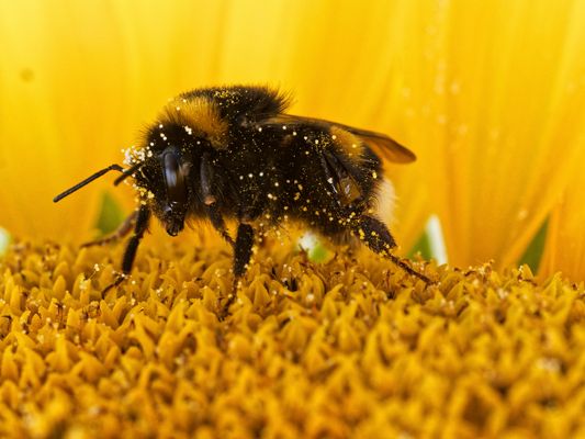 Eine Schönheit auf der Sonnenblume 