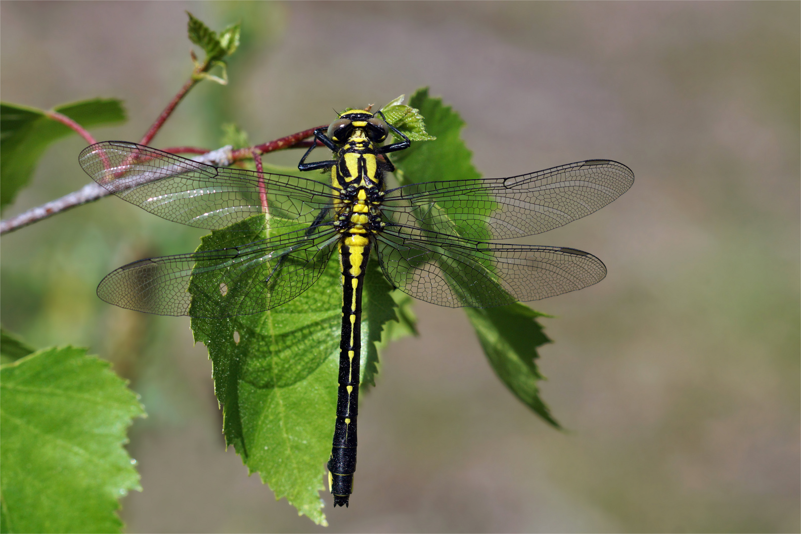 Eine Schönheit aus der Heide:  Gemeine Keiljungfer - (Gomphus vulgatissimus) 