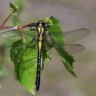 Eine Schönheit aus der Heide:  Gemeine Keiljungfer - (Gomphus vulgatissimus) 