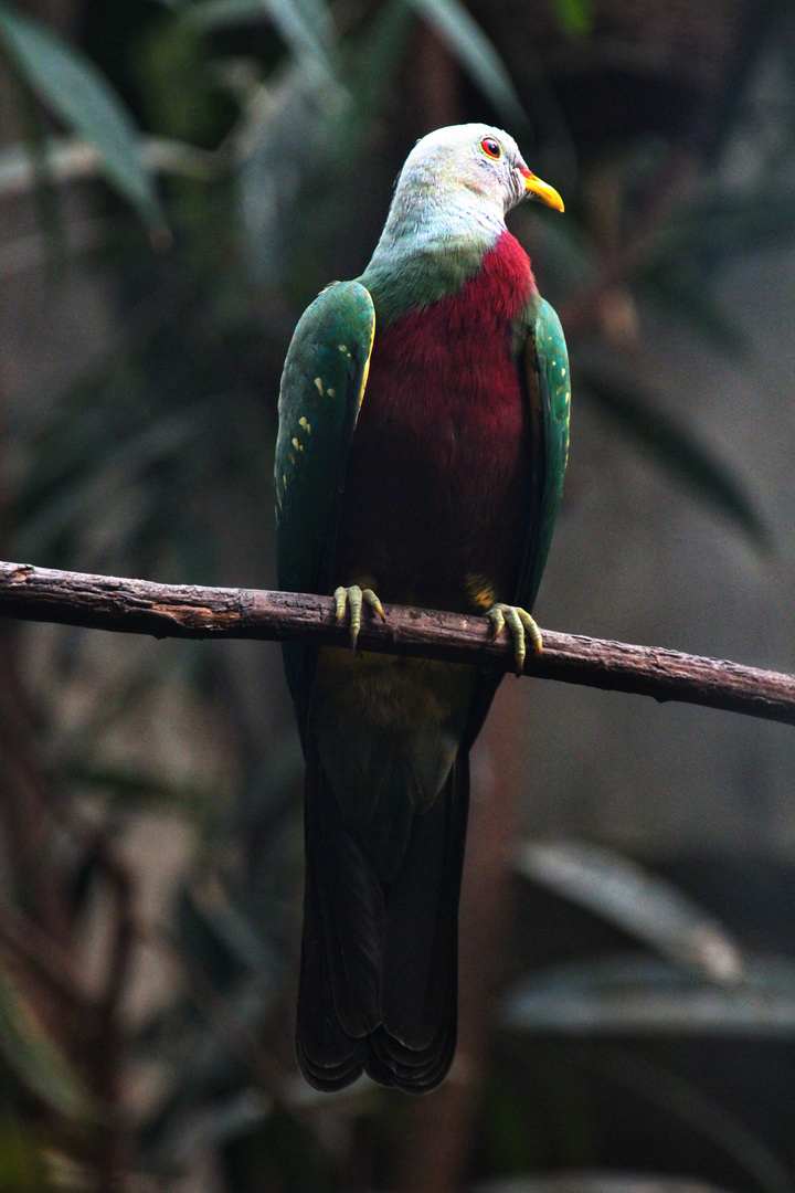 Eine schönheit aus der Vogelwelt