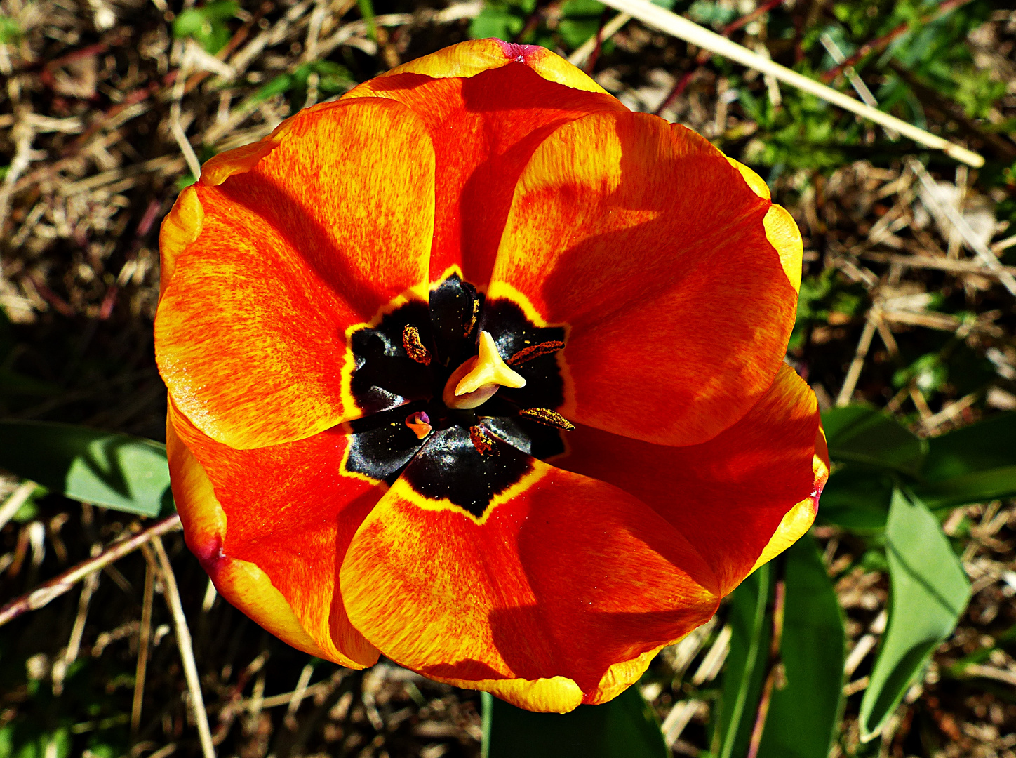 Eine Schönheit der Natur