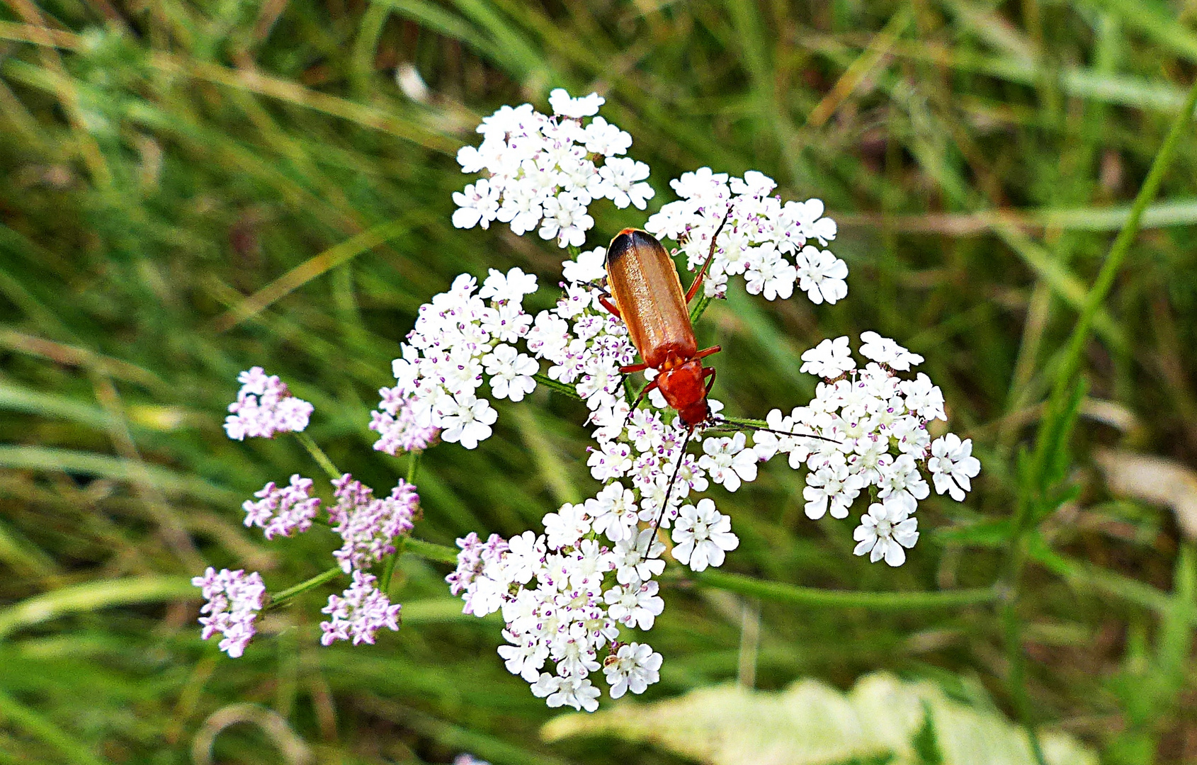 Eine Schönheit der Natur