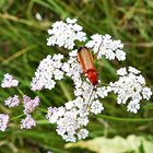 Eine Schönheit der Natur