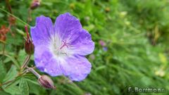 Eine Schönheit der Natur