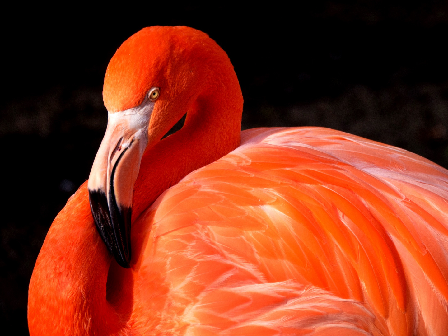 eine Schönheit - Flamingo Hellabrunn