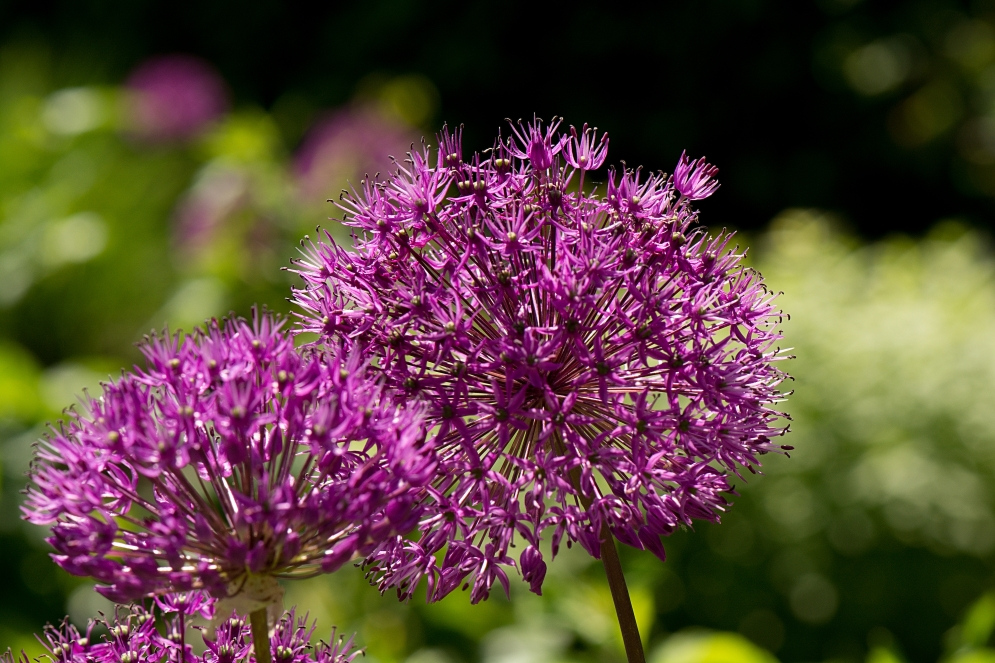 eine Schönheit im Berliner Tiergarten, Zierlauch " Allium Firmament"