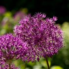 eine Schönheit im Berliner Tiergarten, Zierlauch " Allium Firmament"