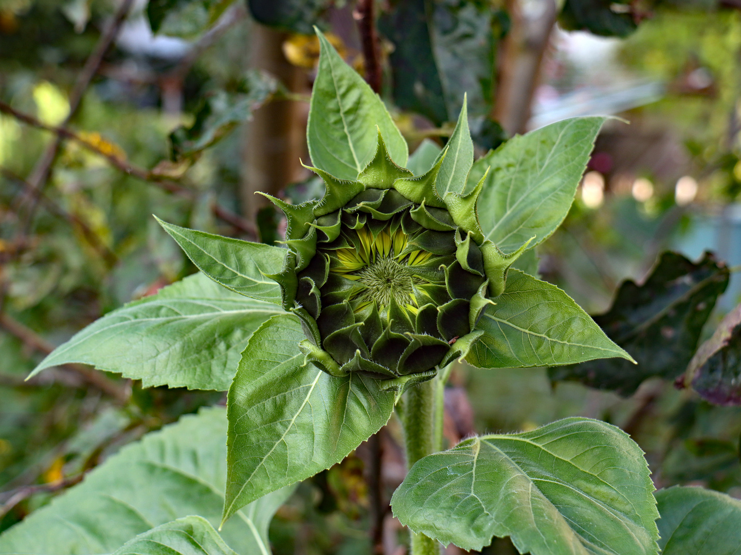 Eine Schönheit im Garten