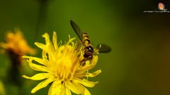 Eine Schönheit im Garten :)