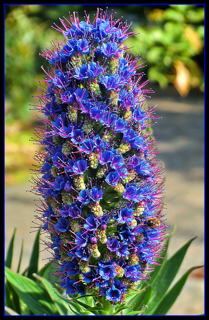 Eine Schönheit ... Natternkopf aus Madeira