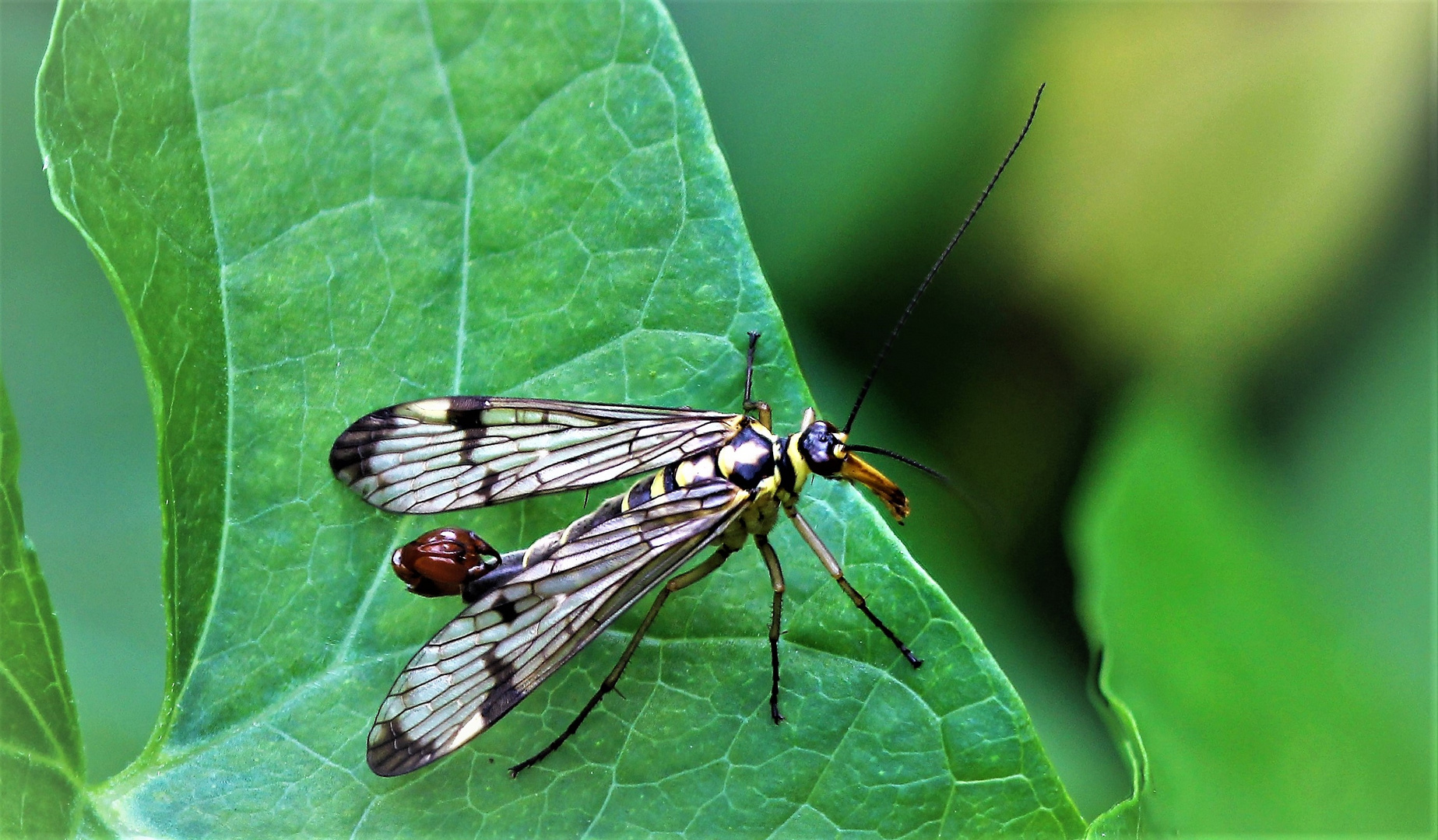 Eine Schönheit unter den Fliegen