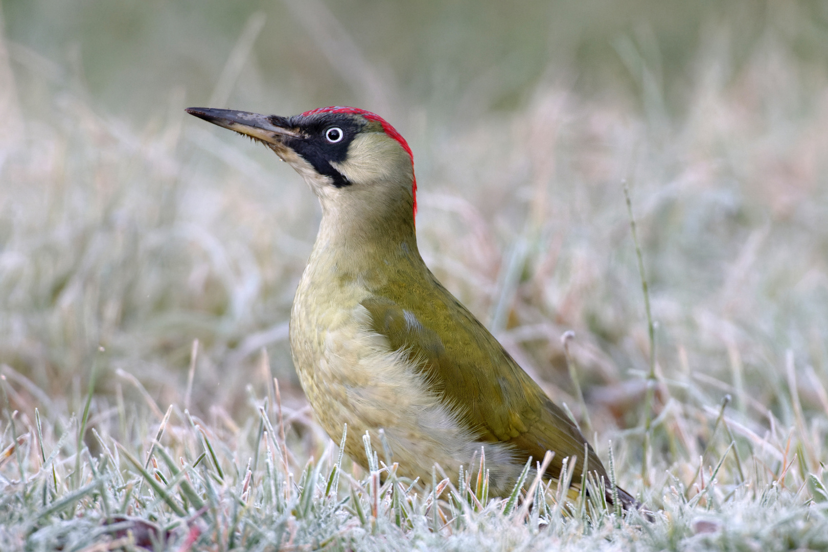 Eine Schönheit von allen Seiten.. Grünspecht (w) Picus viridis 