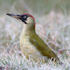 Eine Schönheit von allen Seiten.. Grünspecht (w) Picus viridis 