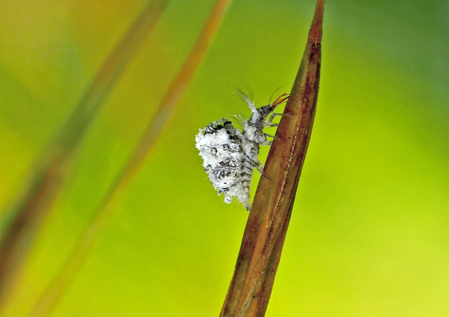 Eine schon fast ausserirdische Schönheit: Larve der Bewimperten Florfliege (Chrysotropia ciliata) *