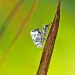 Eine schon fast ausserirdische Schönheit: Larve der Bewimperten Florfliege (Chrysotropia ciliata) *