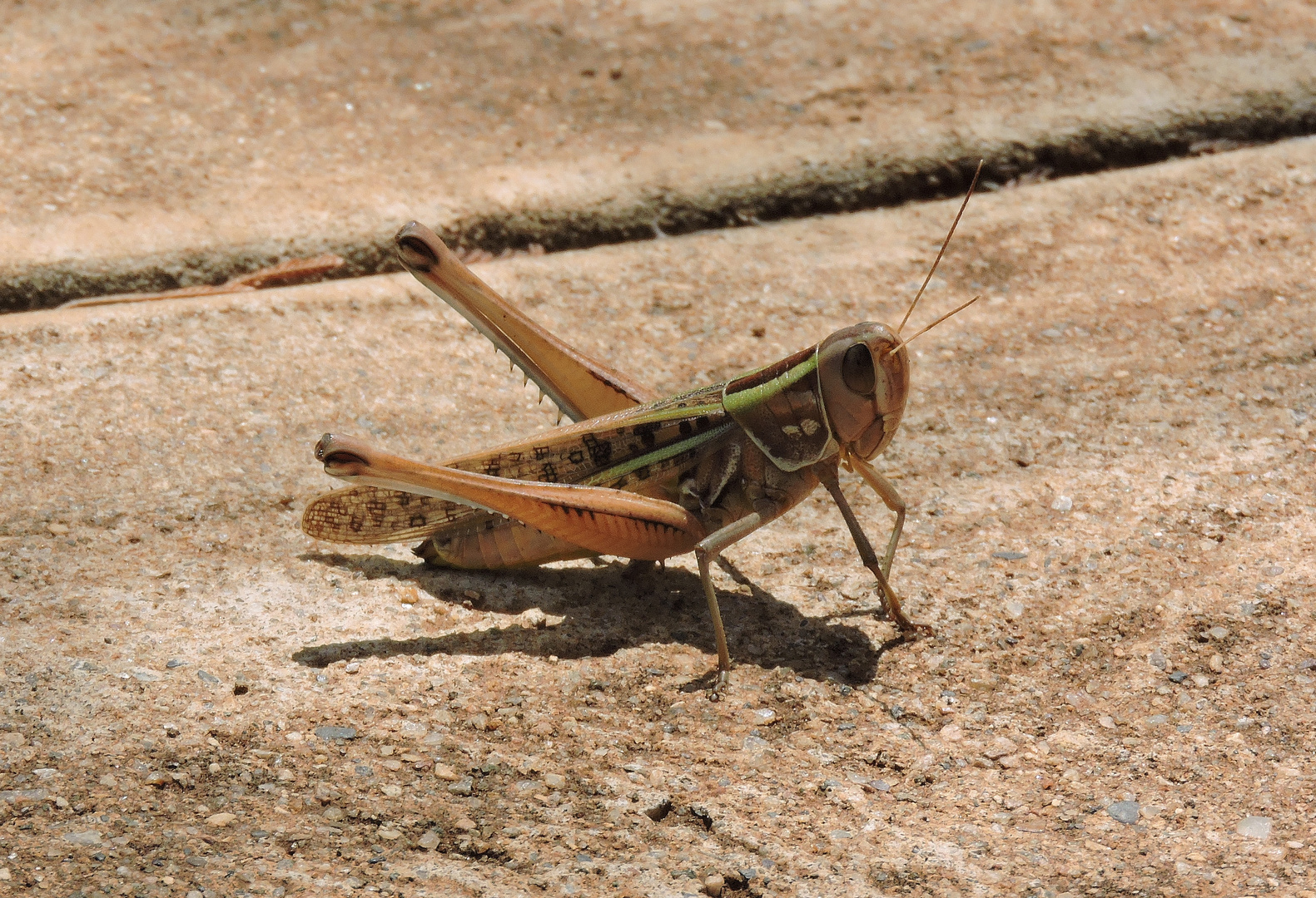 Eine Schrecke am Wegesrand