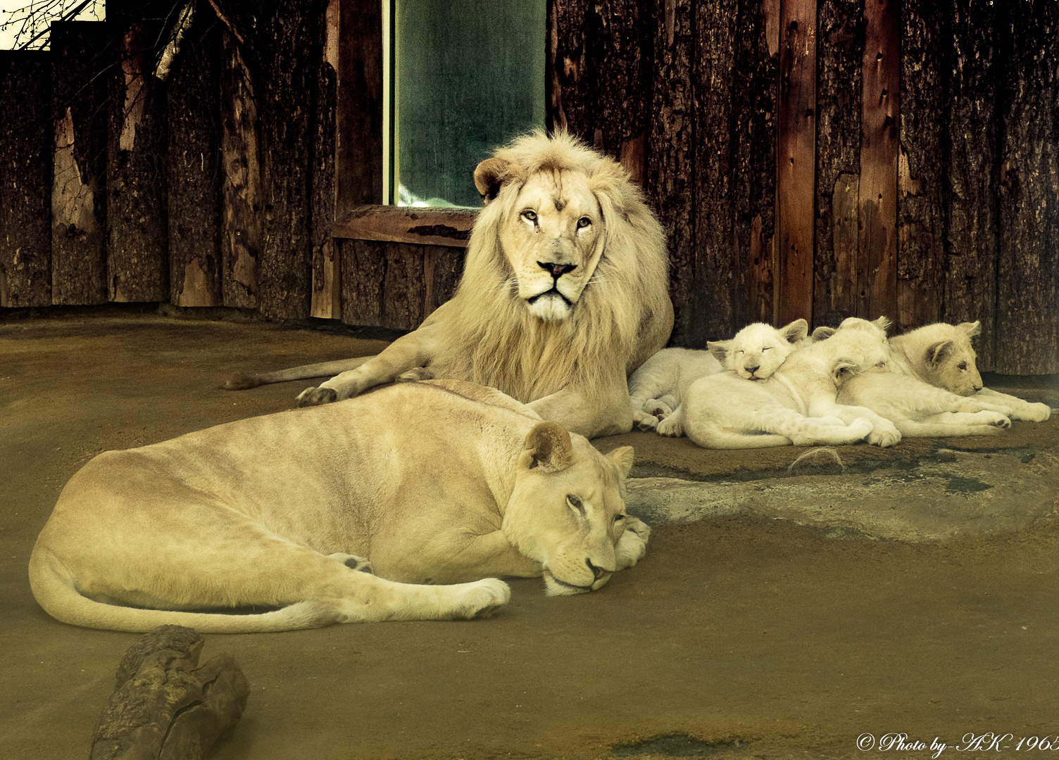 Eine schreckliche nette Familie