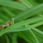 Eine schüchterne Begleitung...