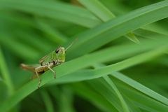 Eine schüchterne Begleitung...