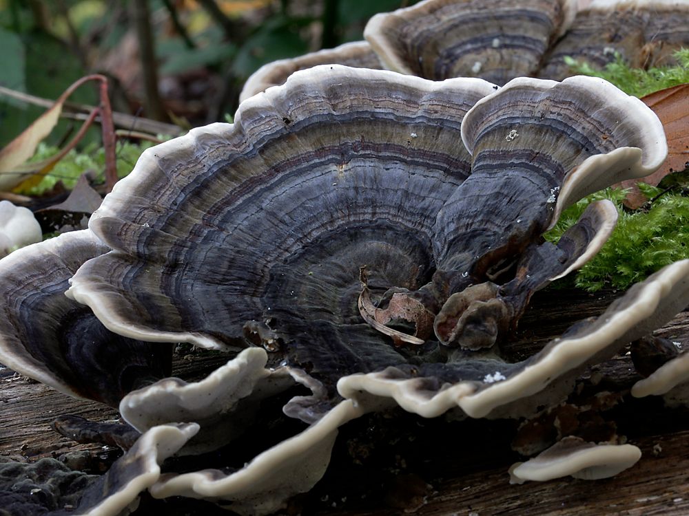 Eine Schüssel im Wald?