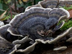 Eine Schüssel im Wald?