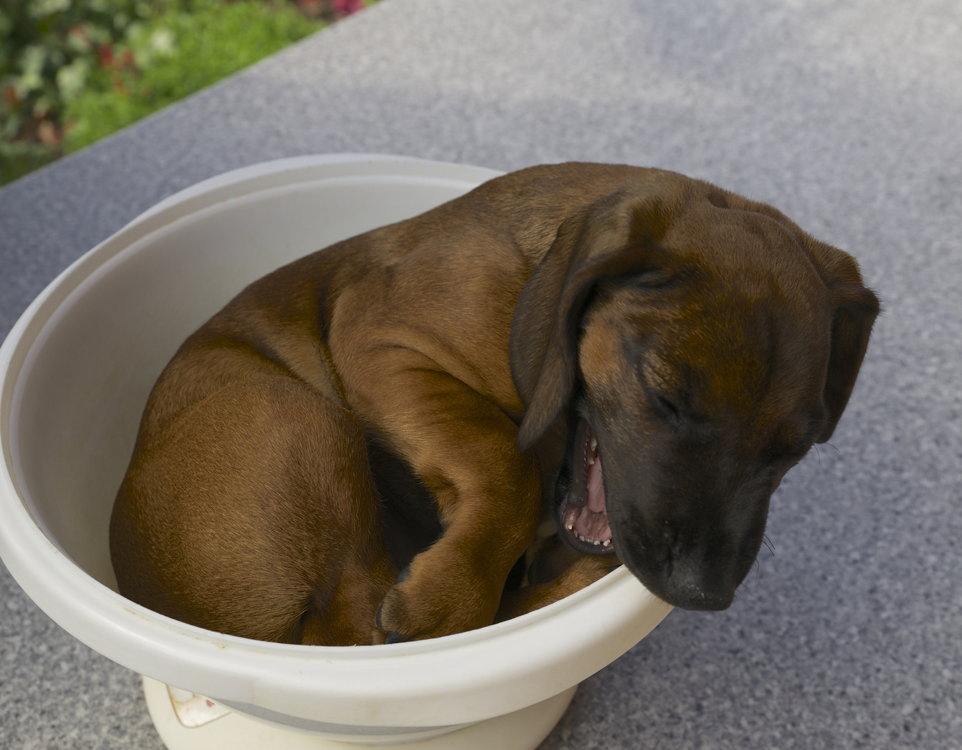 Eine Schüssel voll Hund