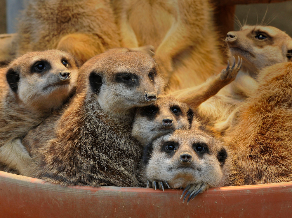 eine Schüsssel Männchen