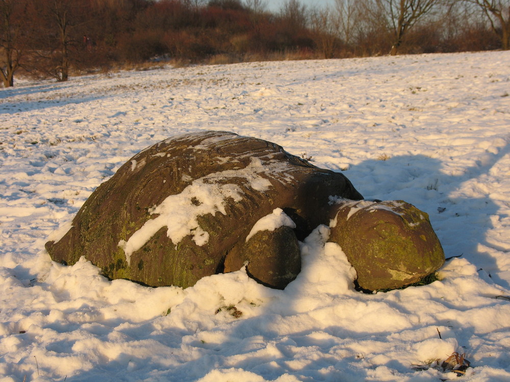 eine Schupsi im Schnee 2009