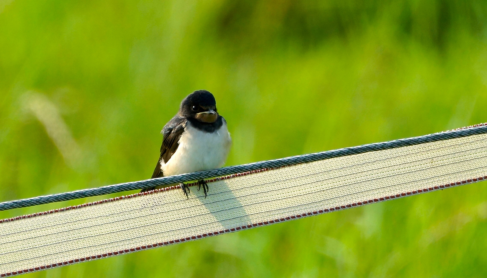 Eine Schwalbe allein macht noch keinen Sommer …….