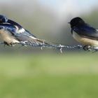 "Eine Schwalbe macht noch keinen...? Aber die zwei bald Hochzeit"