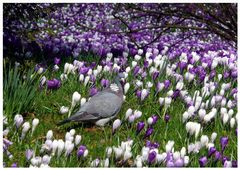 "Eine Schwalbe macht noch keinen Frühling..."