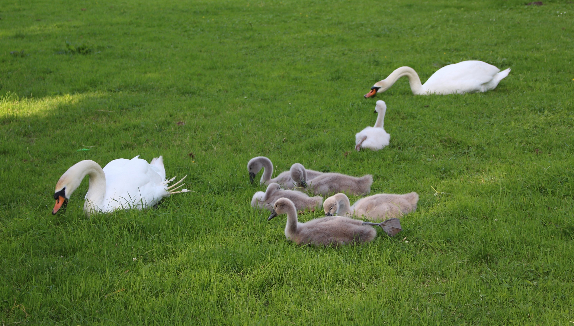 eine Schwan - Familie