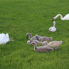 eine Schwan - Familie