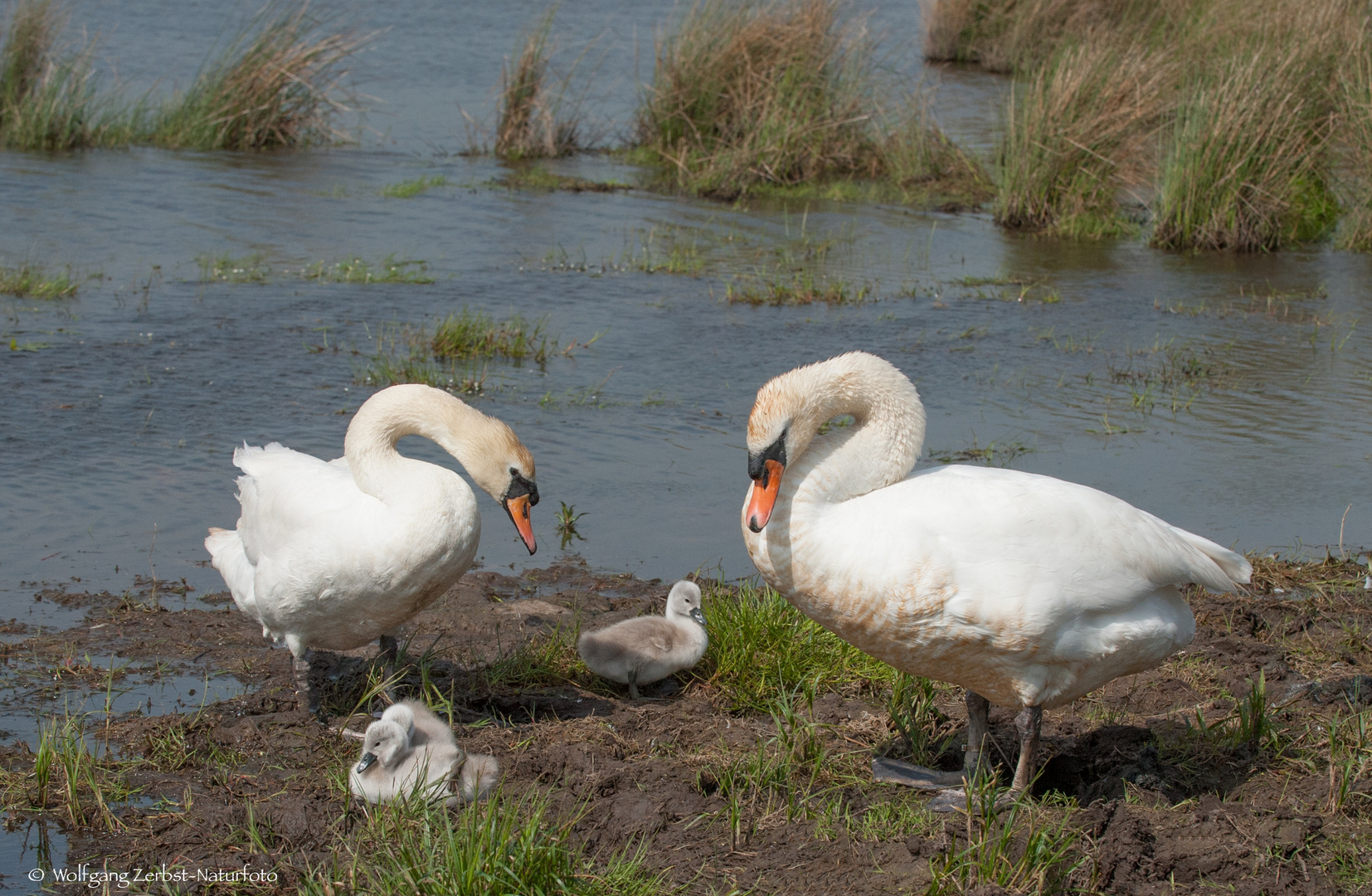 -  Eine Schwanen Familie -